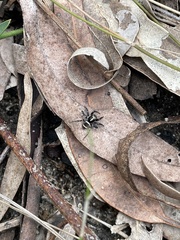 Saitis virgatus