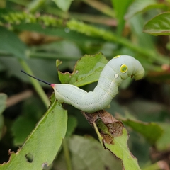 Hippotion celerio