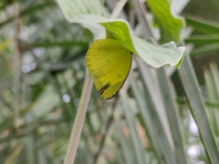 Eurema hecabe