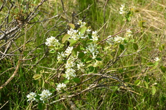 Amelanchier alnifolia