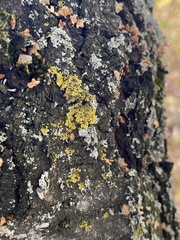 Xanthomendoza ulophyllodes