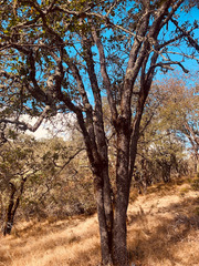 Quercus × eplingii