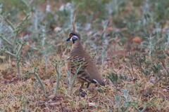 Geophaps plumifera leucogaster