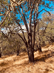 Quercus × eplingii