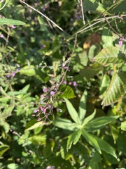 Desmodium marilandicum