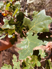 Quercus × eplingii