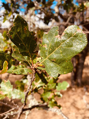 Quercus × eplingii