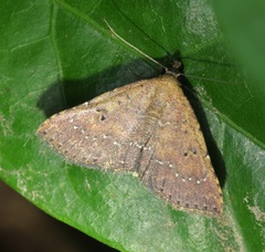 Cerynea punctilinealis