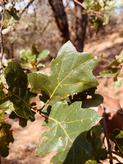 Quercus × eplingii