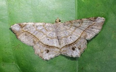 Chiasmia monticolaria