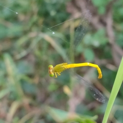 Ceriagrion coromandelianum