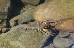 Cambarus bartonii