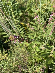 Lespedeza virginica