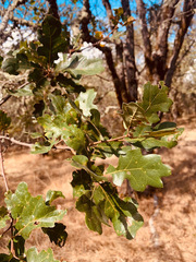 Quercus × eplingii