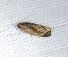 Cryptophlebia repletana