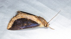 Ercheia cyllaria