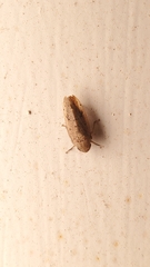 Gyponini