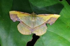 Fascellina plagiata
