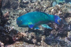 Chlorurus microrhinos