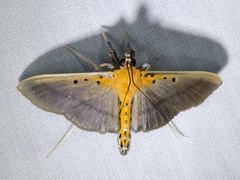 Filodes fulvidorsalis