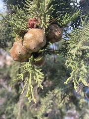 Cupressus sempervirens