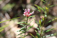 Grevillea sericea