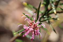 Grevillea sericea