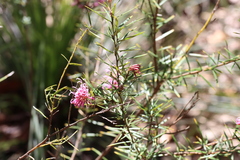 Grevillea sericea