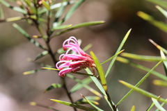 Grevillea sericea