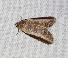 Lophoptera squammigera