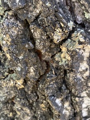 Flavopunctelia soredica