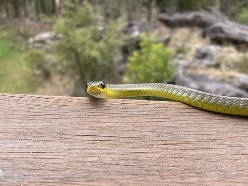 Common Tree Snake sighting