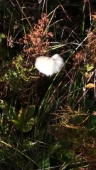 Eriophorum vaginatum