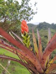 Guzmania monostachia