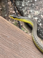 Dendrelaphis punctulatus