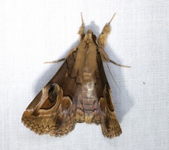 Ommatophora luminosa