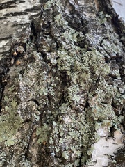 Flavopunctelia soredica