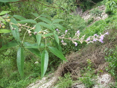 Vitex negundo
