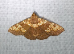 Saroba pustulifera