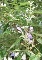 Vitex negundo