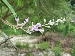 Vitex negundo
