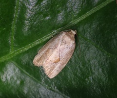 Strotihypera macroplaga