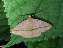 Ugia purpurea