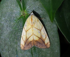 Xanthodes transversa