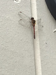 Sympetrum vicinum