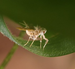 Ashibusa
