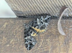 Chrysolarentia phaedra