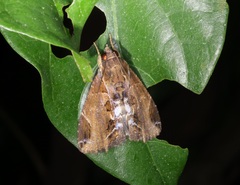 Ercheia cyllaria