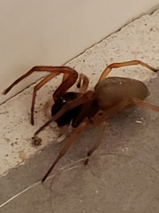 Trachelas tranquillus