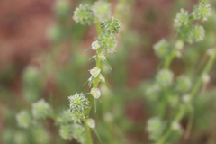 Salsola australis